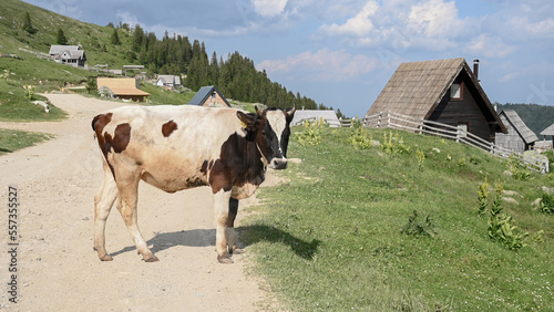 Cow on a dirt road in the village.	
