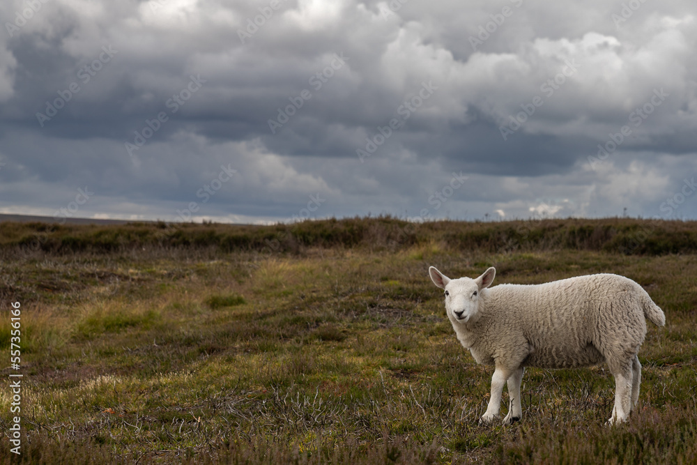 Obraz premium Jeune mouton isolé dans la campagne anglaise sous un ciel gris chargé de nuages