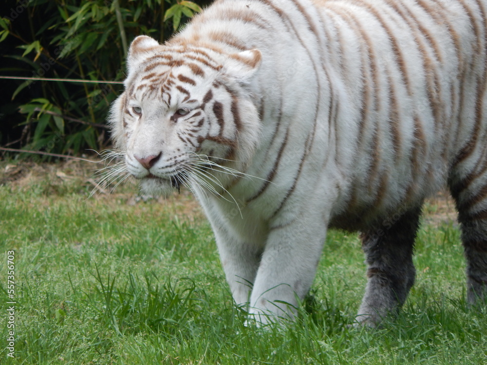 Obraz premium Tigre blanc.