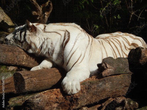 Obraz na płótnie Tigre blanc.