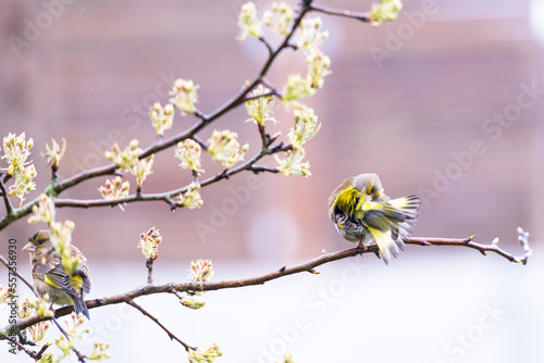 Vogel auf Ast