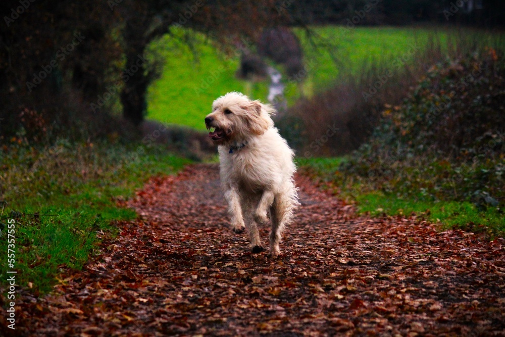 Dog in pathway between fields