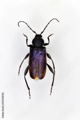 Callidium violaceum, a 50 years old specimen from beetle collection.