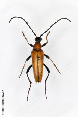 Red-brown Longhorn Beetle (Anoplodera rubra), a 50 years old specimen from beetle collection. © heitipaves