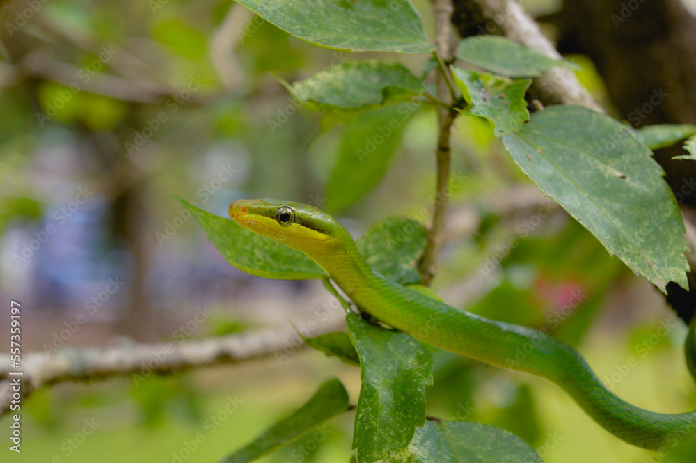 Obraz premium A Red-Tailed Racer (Gonyosoma oxycephalum) on the tree branch at the morning