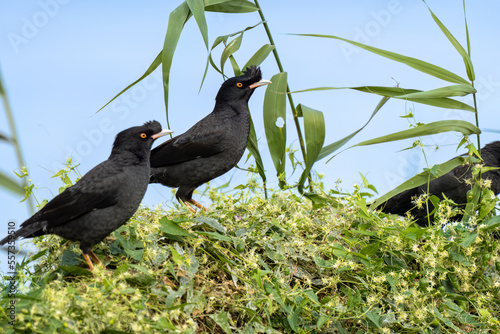 Close up of a crested myna (Acridotheres cristatellus) standing or sitting on a green bush