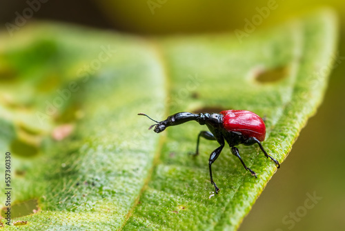 Giraffe-necked weevil - Trachelophorus giraffa, beautiful red iconic Madagascar beetle from east coast tropical forest. photo