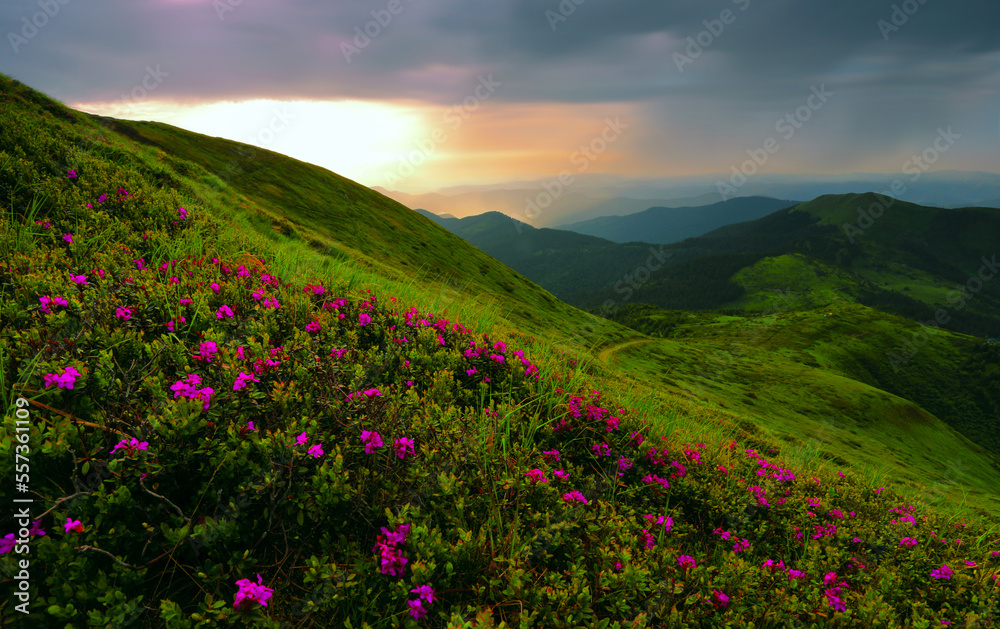 blooming pink rhododendron flowers, amazing panoramic nature scenery