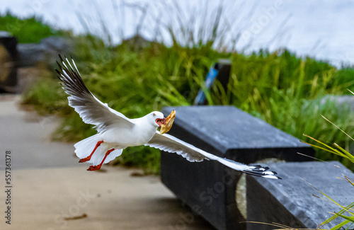 Photography Do Not feed the birds4