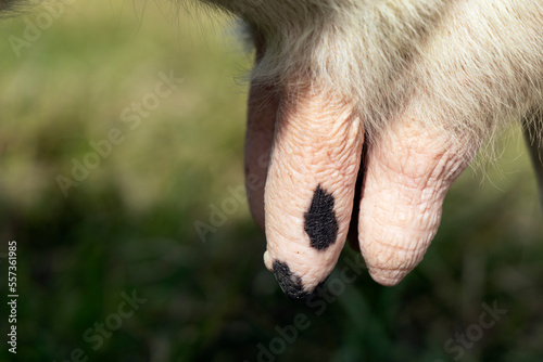 Close-up of a cow's udder.
