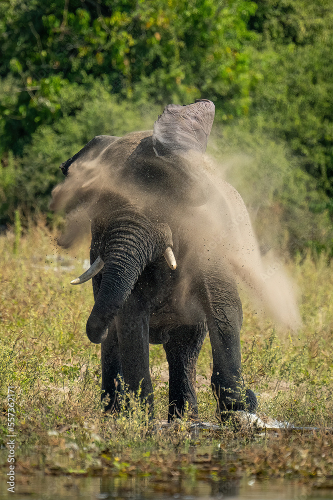 Fototapeta premium African elephant stands shaking dust off body
