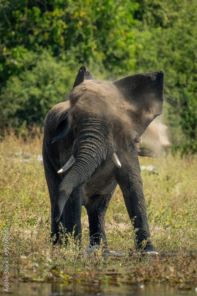 Fototapeta premium African elephant stands shaking head on riverbank