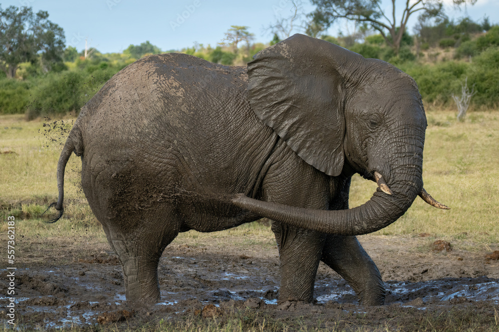 Obraz premium African elephant stands spraying mud on flanks