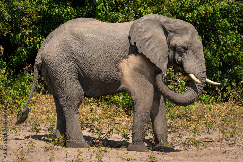 Obraz premium African elephant stands spraying sand over flank
