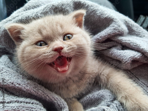 British shorthair kitten is...