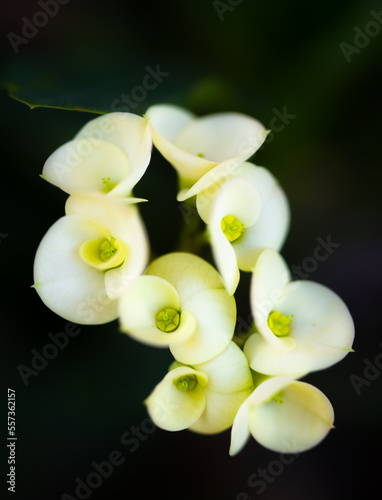 Closeup view of white Euphorbia Milii flower