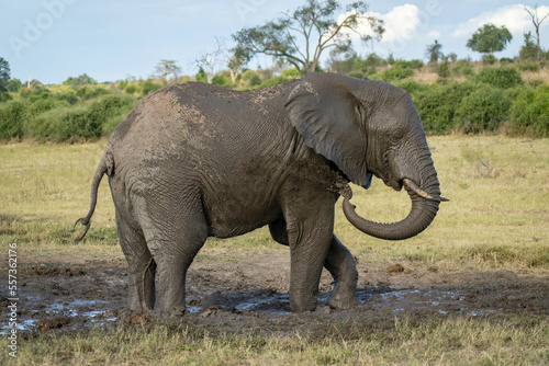 African elephant stands splashing mud over flank
