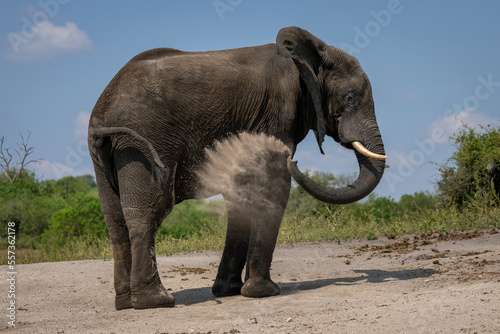 African elephant stands squirting sand from trunk