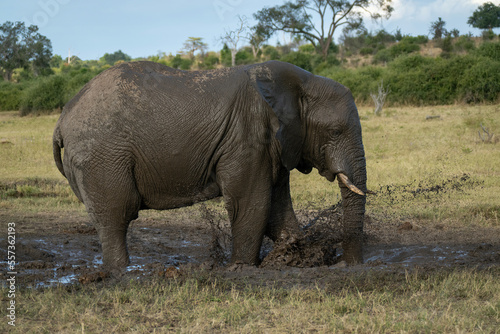 African elephant stands splashing muddy water around © Nick Dale