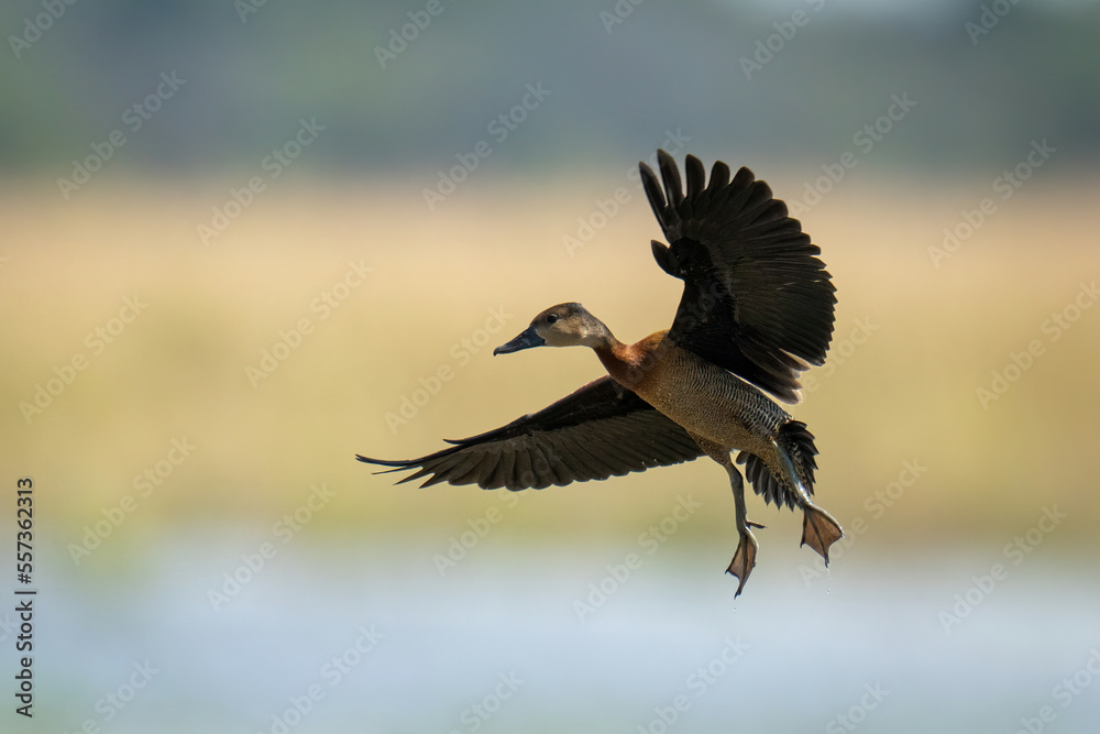 Obraz premium White-faced whistling-duck lifts both wings to land