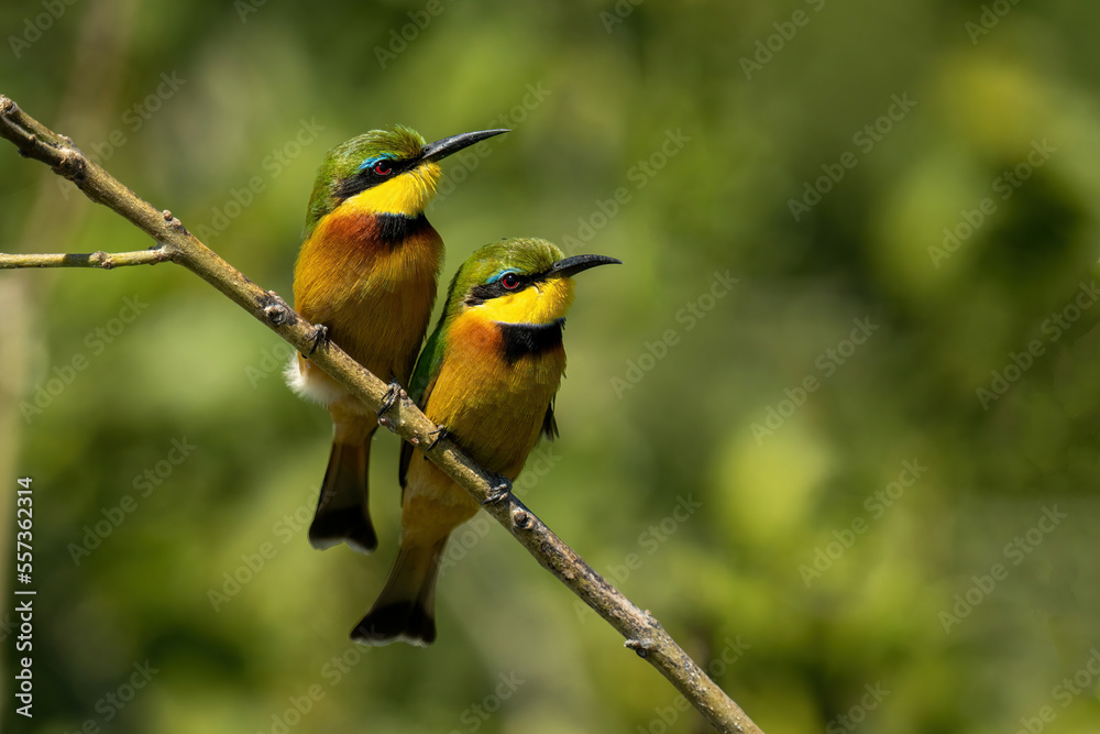 Obraz premium Two little bee-eaters side-by-side on diagonal branch