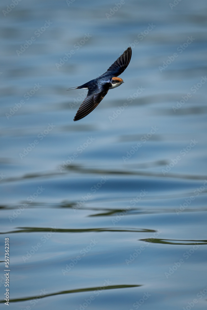 Wire-tailed swallow with catchlight glides over river Wire-tailed swallow with catchlight glides over river