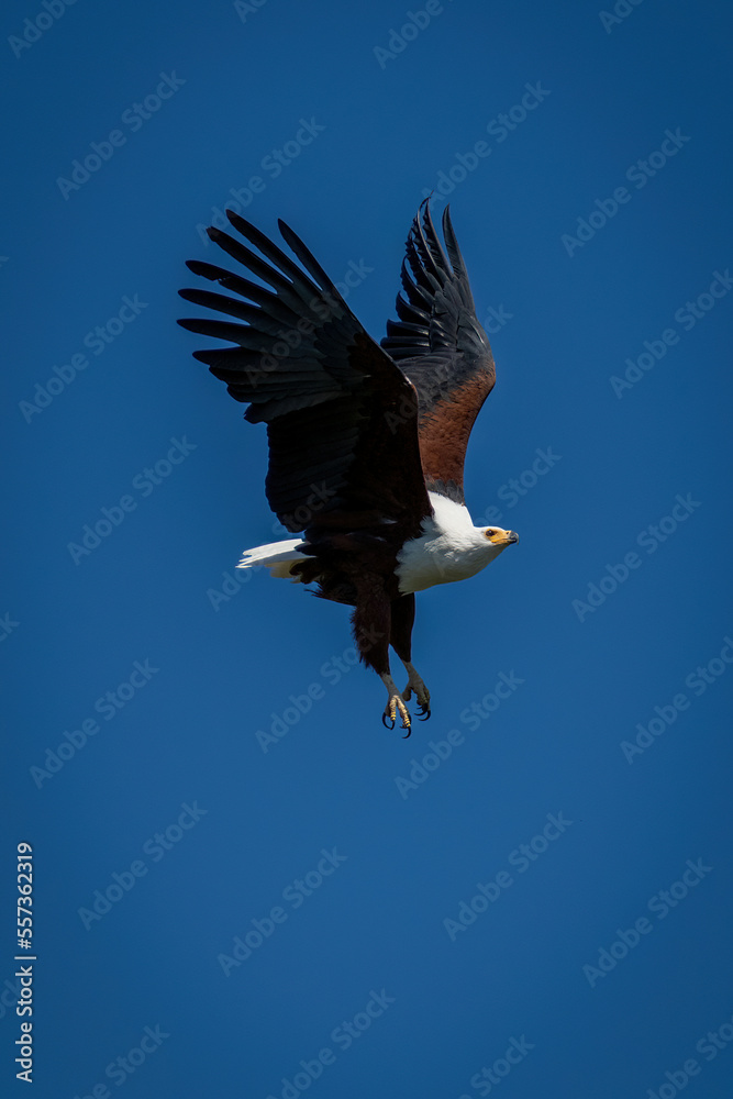 Obraz premium African fish eagle crosses clear blue sky