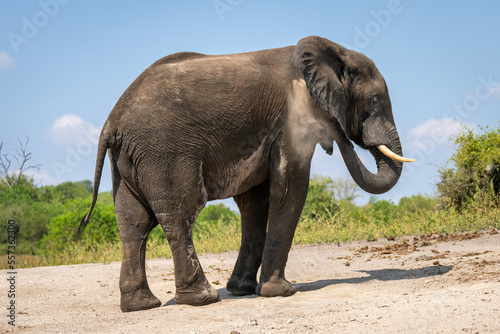 African elephant stands throwing sand over itself
