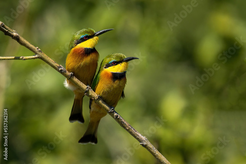Two little bee-eaters side-by-side on diagonal branch