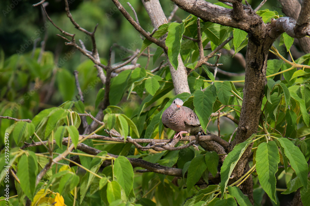 Common ground dove (Columbina passerina) walking on a branch, looking for material to build its nest Common ground dove (Columbina passerina) walking on a branch, looking for material to build its nest