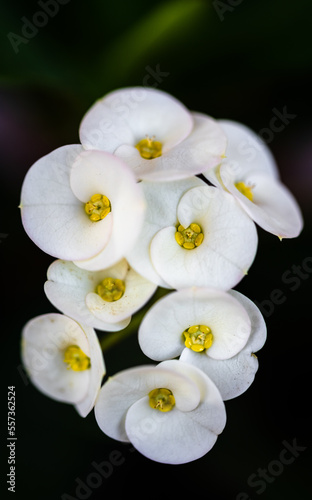 White Euphorbia Milii