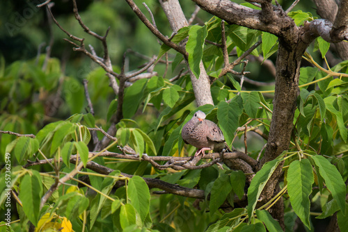 Common ground dove (Columbina passerina) walking on a branch, looking for material to build its nest