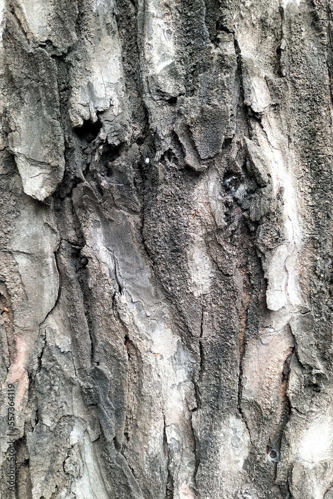 Wood Texture Background Tropical Tree Wood Texture Background Tropical Tree