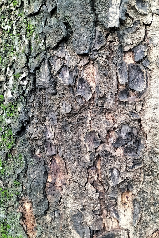 Wood Texture Background Tropical Tree 1 Wood Texture Background Tropical Tree 1