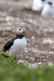 Adult Atlantic puffin standing on rocky and shingle beach. On Inner Farne, part of the Farne Islands nature reserve off the coast of Northumberland, UK