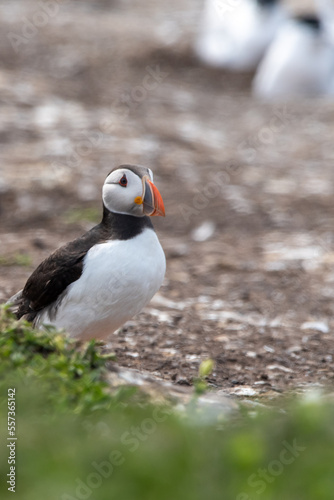 Adult Atlantic puffin standing on rocky and shingle beach. On Inner Farne, part of the Farne Islands nature reserve off the coast of Northumberland, UK © Christopher Keeley