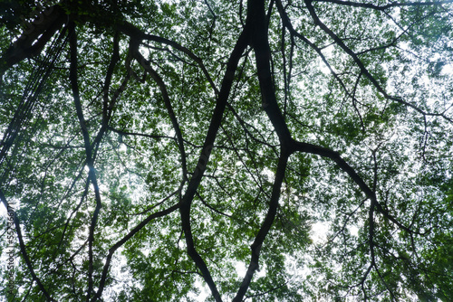 tree by the roadside