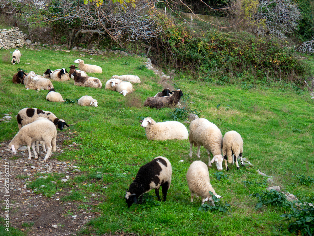 Domestic sheep herd on rocky hillside with trees Domestic sheep herd on rocky hillside with trees