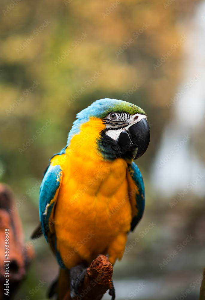 general and detail view portrait of parrot in the forest