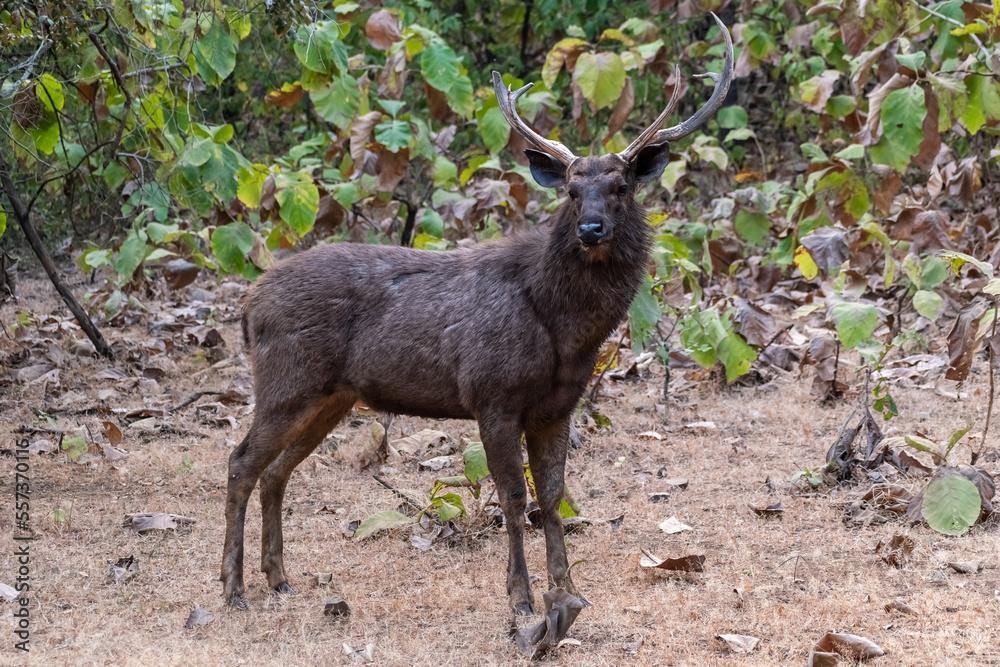 A Sambar Deer aka Rusa unicolor in the forests of the Gir National Park in Gujarat, India.