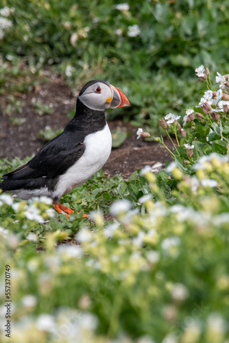 Atlantic puffin sitting amongst the grass flowers on Inner Farne  part of the Farne Islands nature reserve off the coast of Northumberland  UK