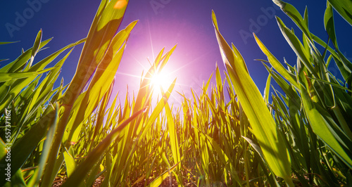 Sun through blades of grass photo