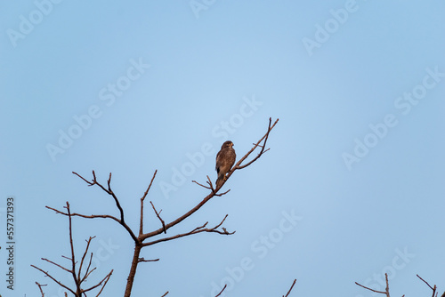 A White eyed Buzzard perched on the dry branch of a tree in the Gir National Park in Gujarat, India.