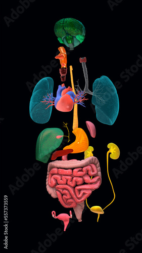 Human organs, illustration photo