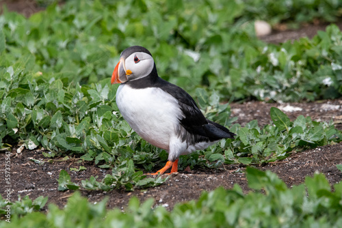Atlantic puffin sitting amongst the grass/flowers on Inner Farne, part of the Farne Islands nature reserve off the coast of Northumberland, UK © Christopher Keeley