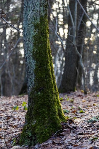 Mossy oak tree in winter forest
