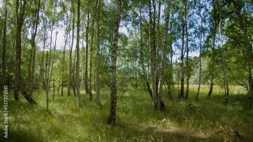 Looking around in a Birch Forest on a Summer day.