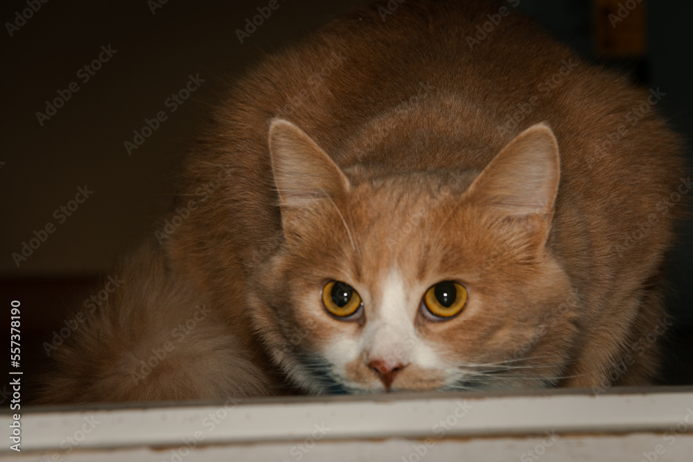 Portrait of a beautiful red cat with a white chest and expressive orange eyes.