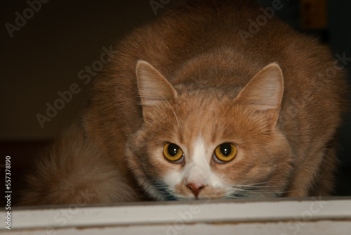 Obraz na płótnie Portrait of a beautiful red cat with a white chest and expressive orange eyes. w salonie