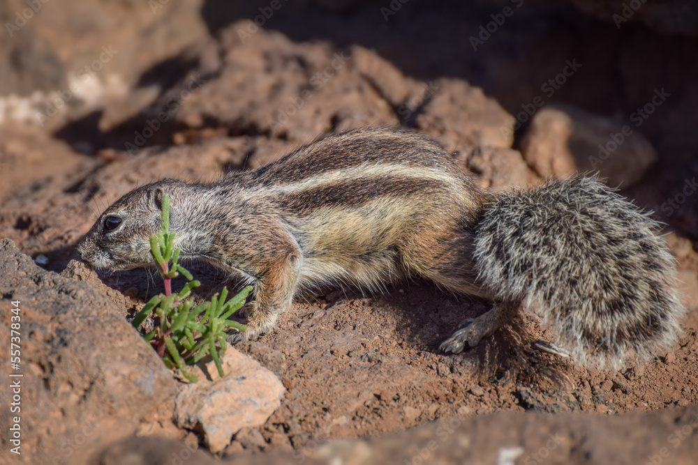 Mountain ground squirrel on the rocks in Fuerteventura, Canary islands, Spain Mountain ground squirrel on the rocks in Fuerteventura, Canary islands, Spain